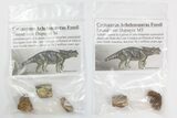Lot: Bagged Achelousaurus Bone Fragments - Pieces #138128-1